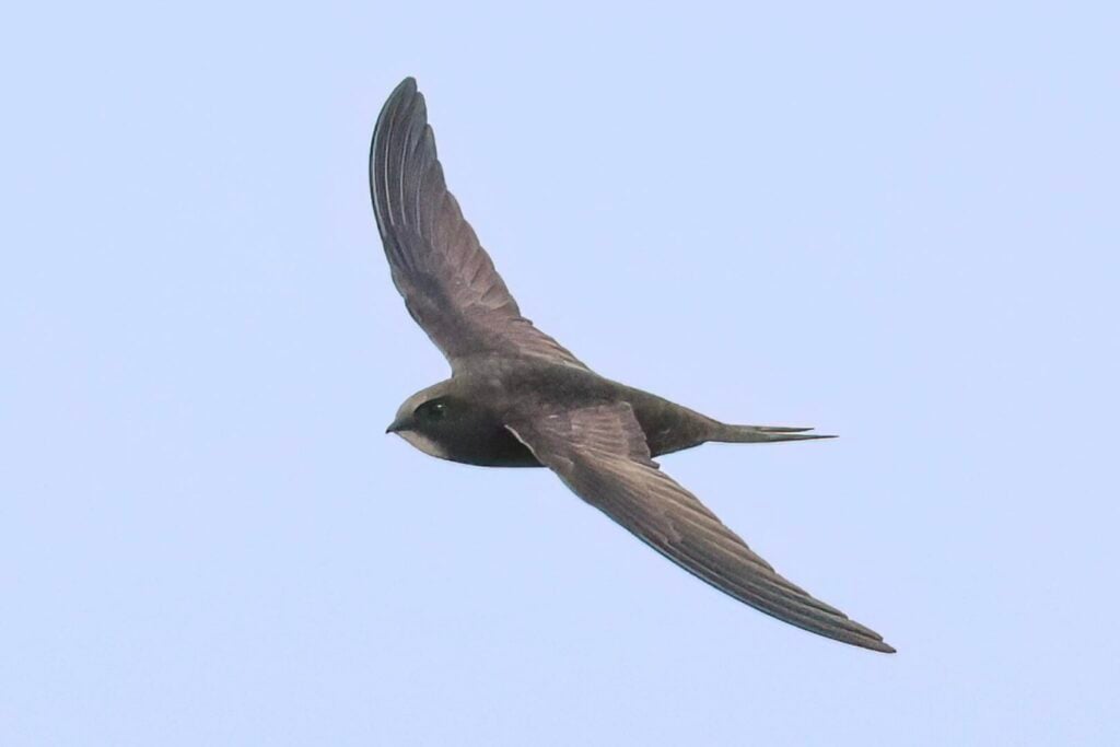 Common Swift