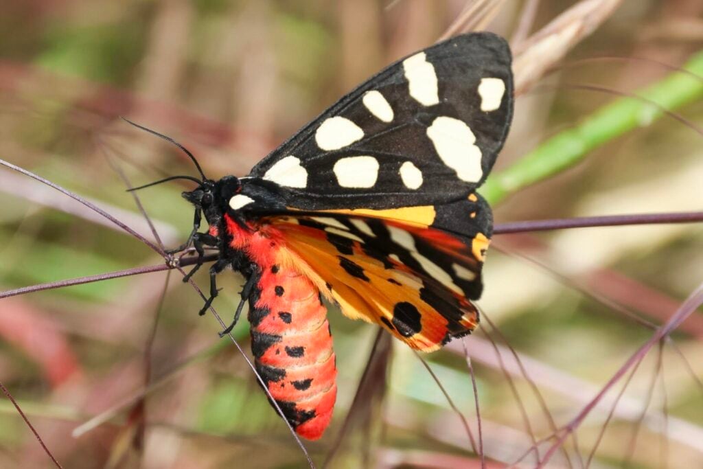 Cream-spot Tiger moth