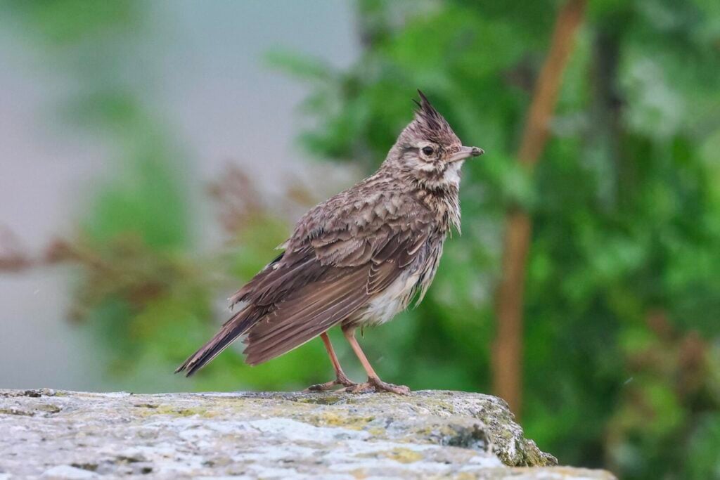 Crested Lark