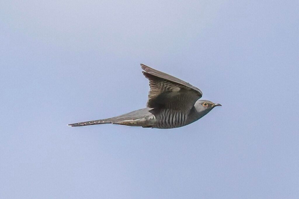 Cuckoo