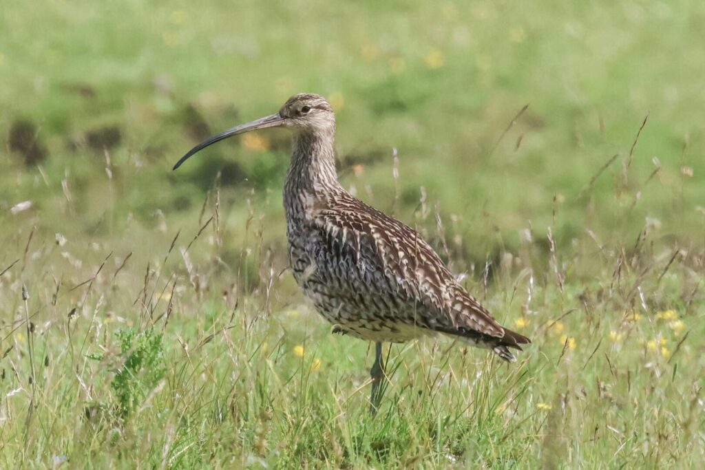 Curlew