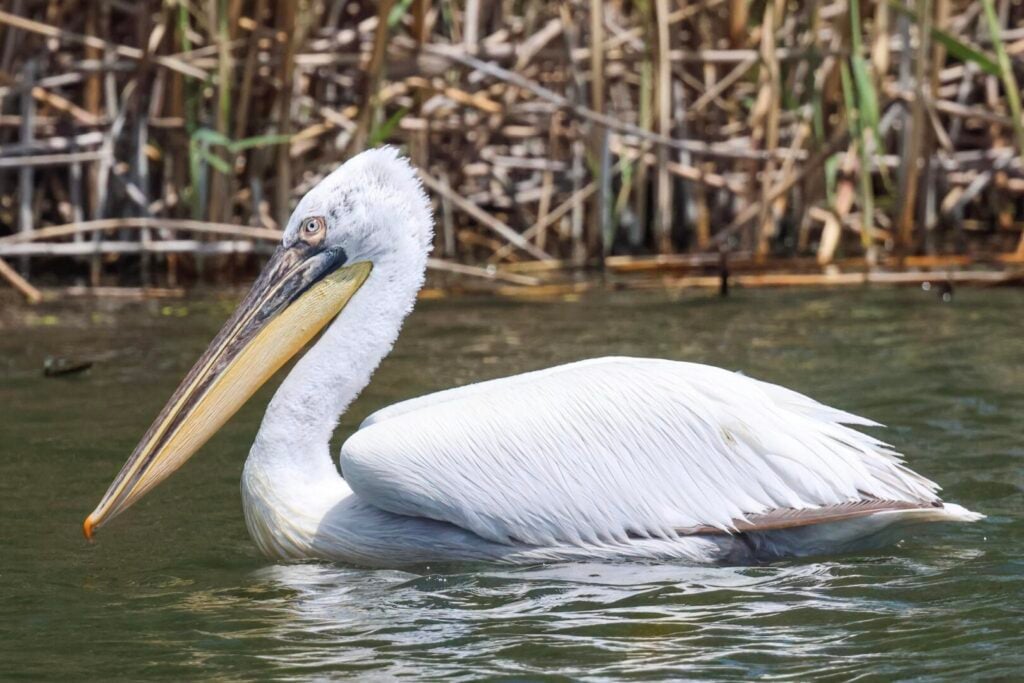 Dalmatian Pelican