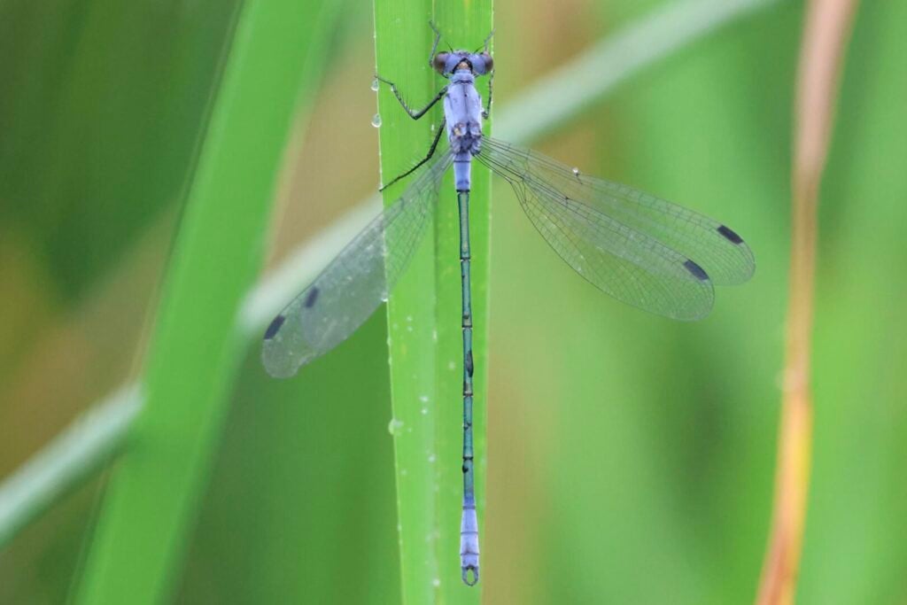 Dark Emerald damselfly