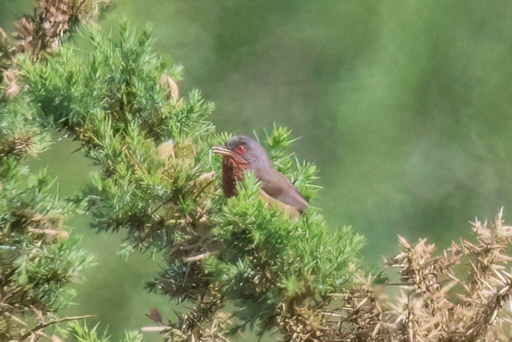Dartford Warbler