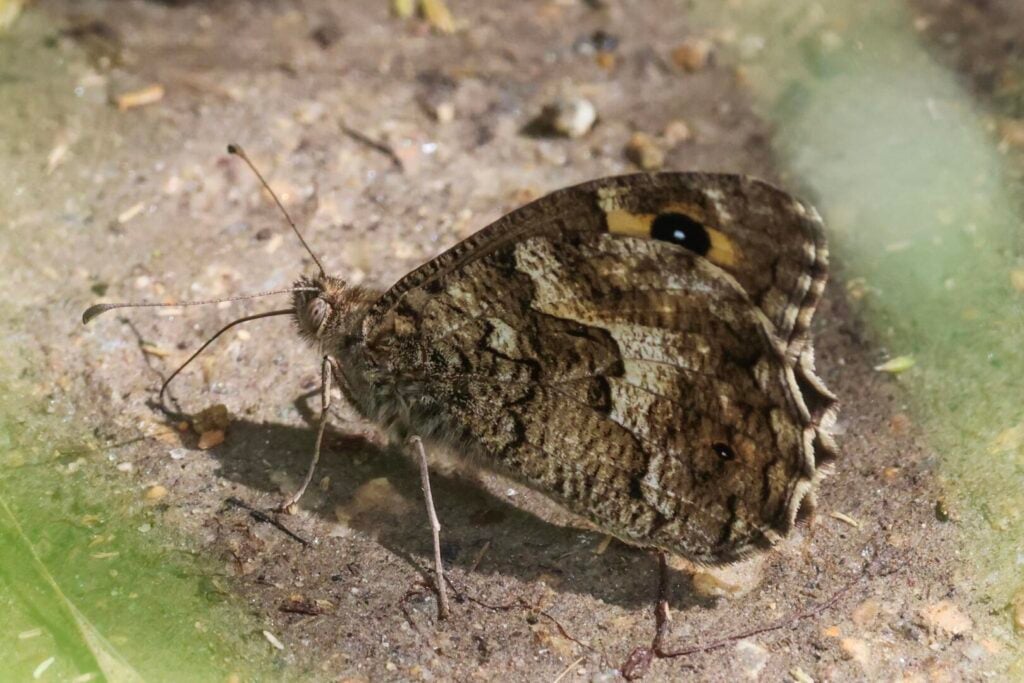 Delattin’s Grayling