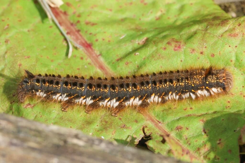 Drinker moth