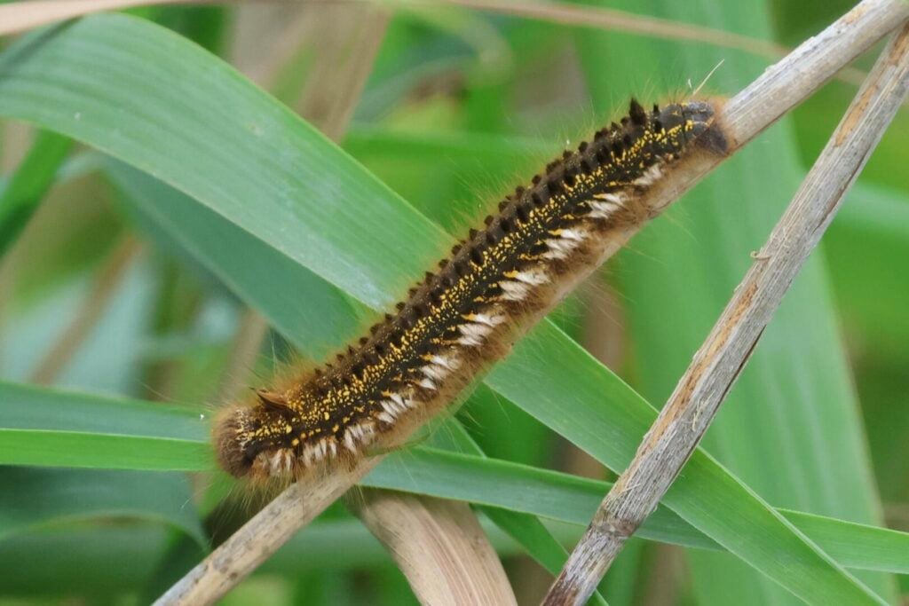 Drinker moth caterpillar