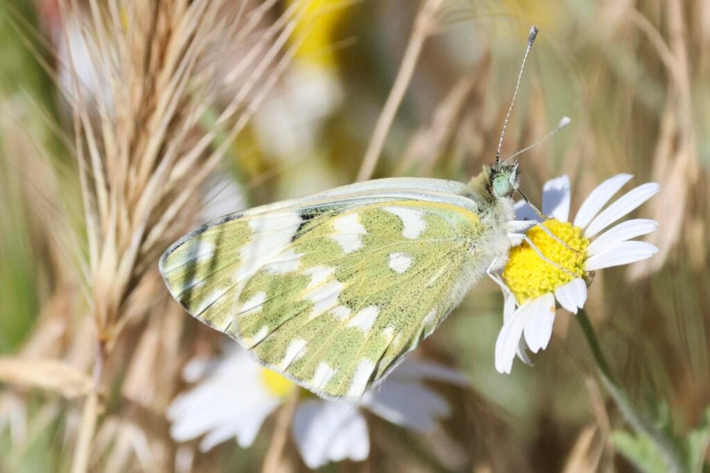 Eastern Bath White