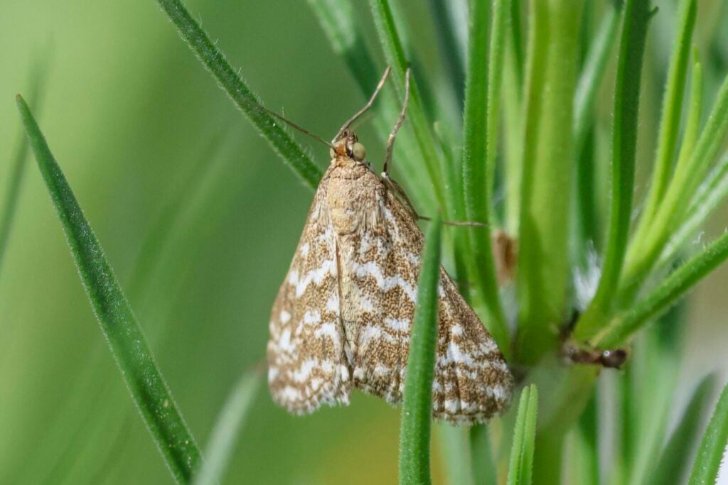 Evergestis frumentalis