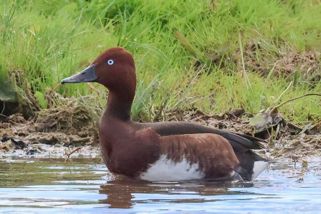 Ferruginous Duck