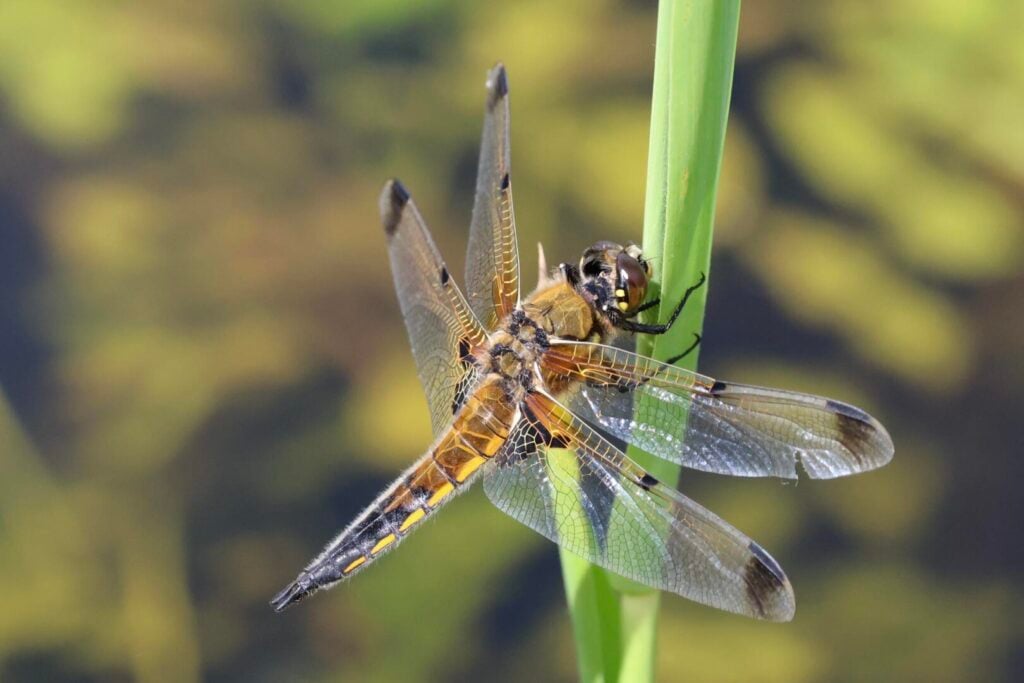 Four-spotted Chaser