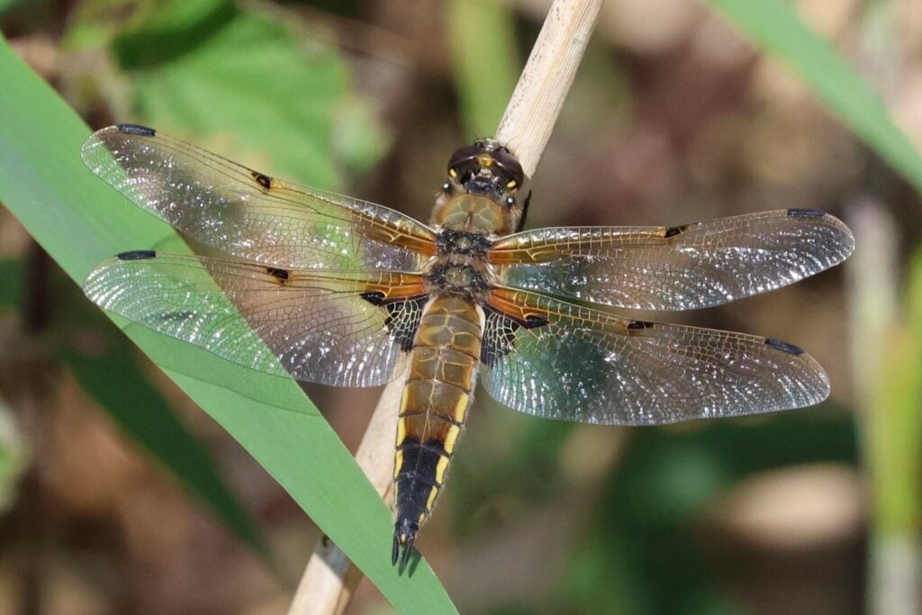 Four-spotted Chaser