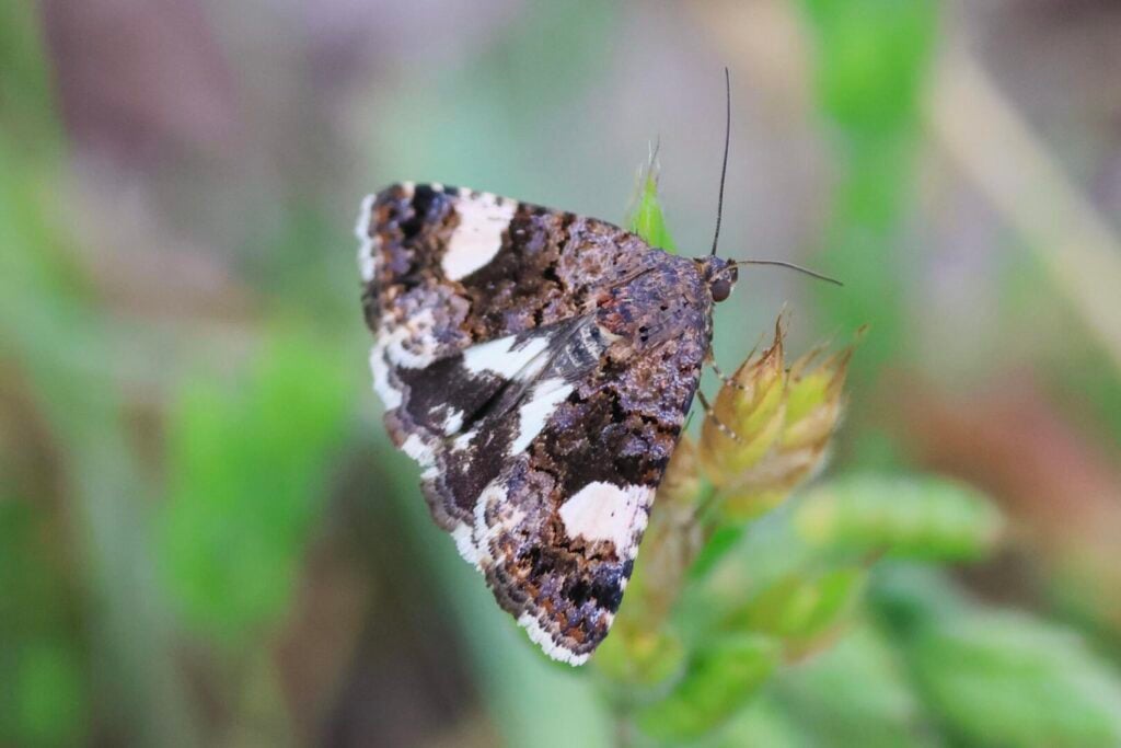 Four-spotted moth