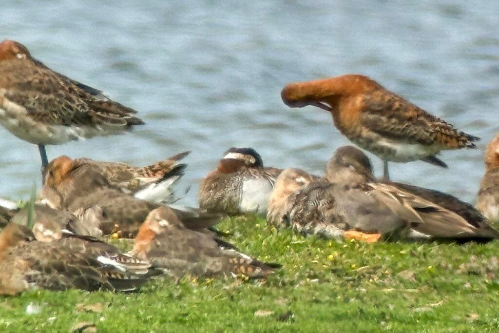 Garganey