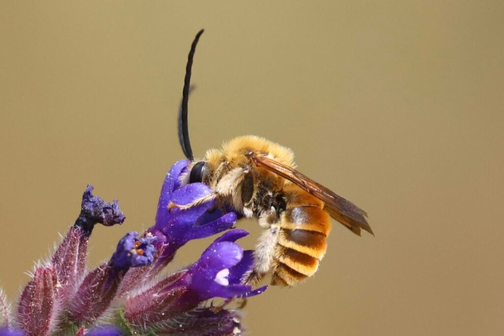 Gold-coloured Longhorn Bee Eucera pollinosa