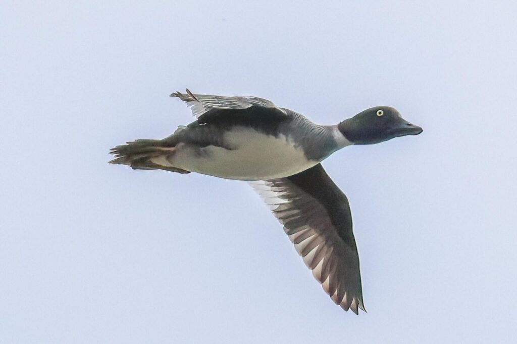 Goldeneye