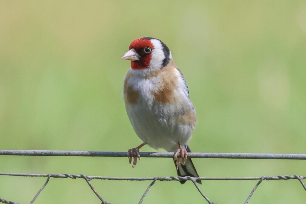 Goldfinch