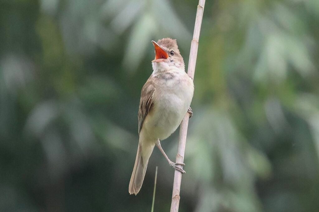 Great Reed Warbler
