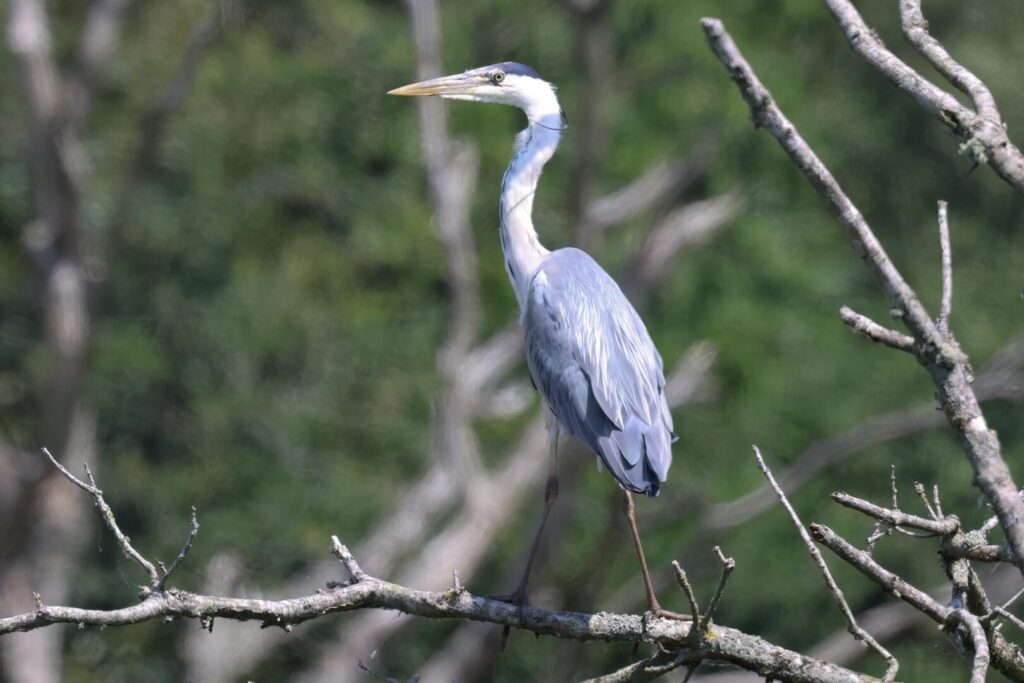 Grey Heron