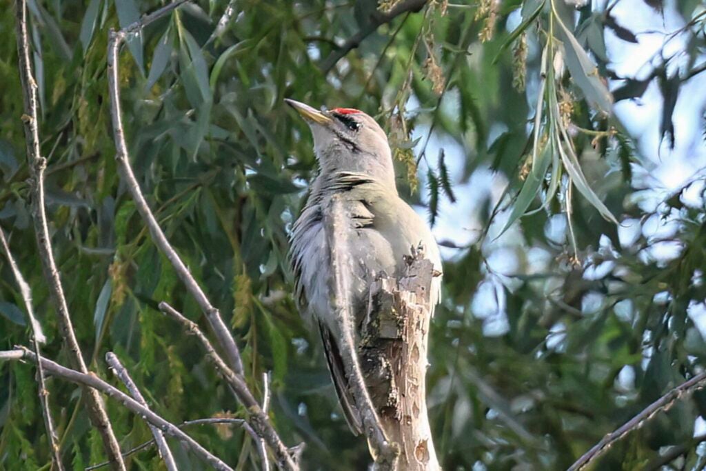 Grey-headed Woodpecker