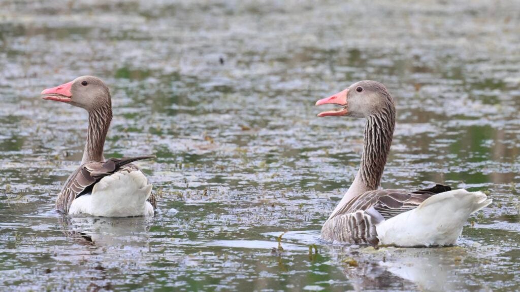 Greylag Geese rubirostris