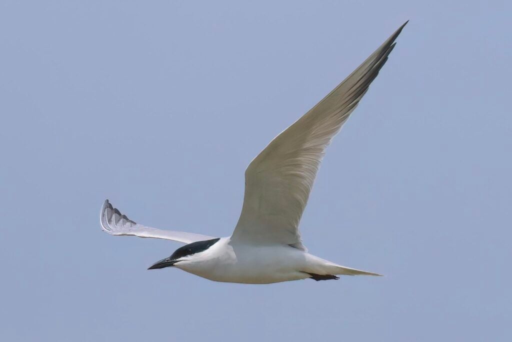 Gull-billed Tern