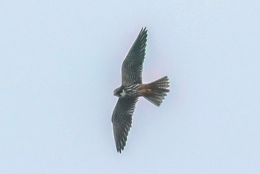 Hobby