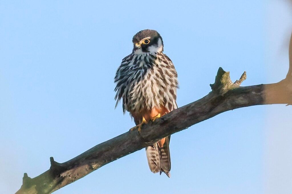 Hobby