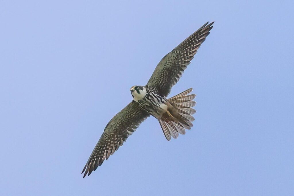 Hobby