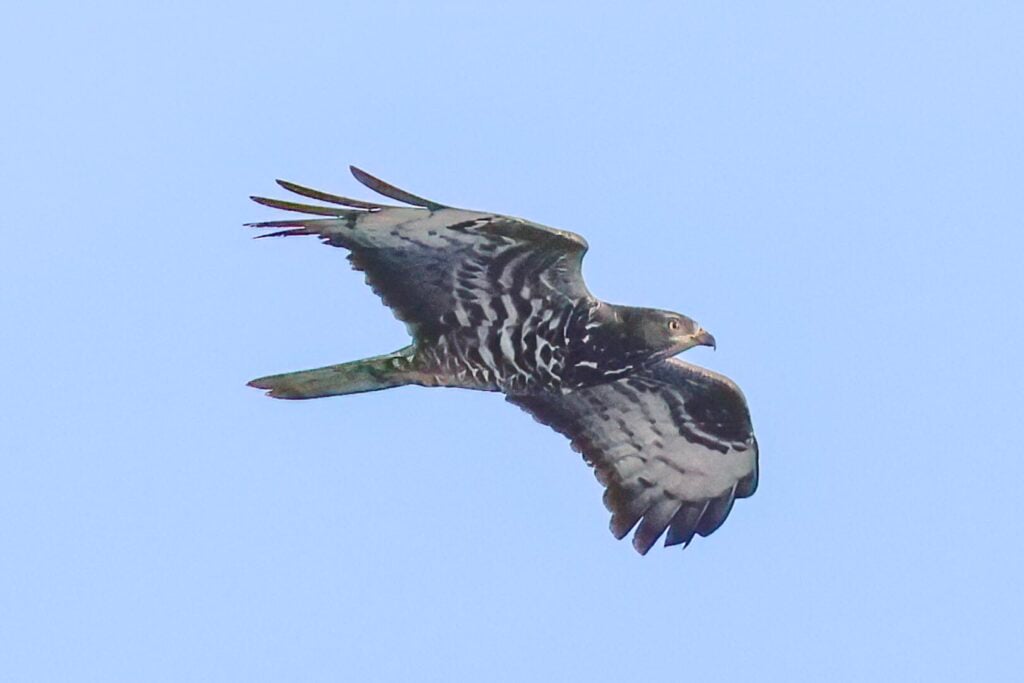 Honey Buzzard