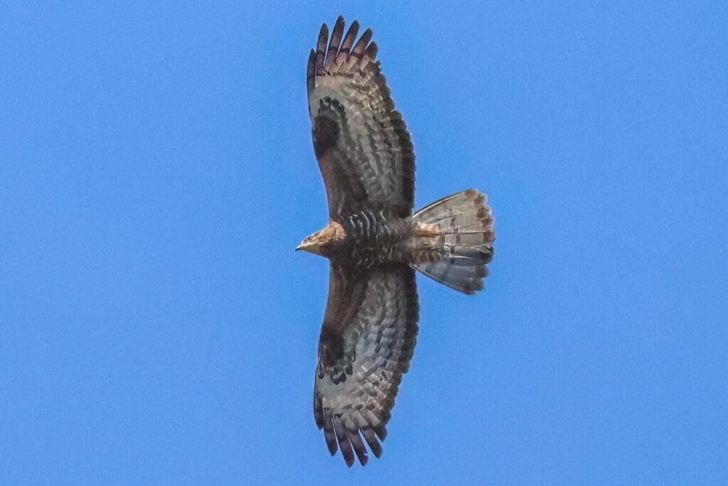 Honey Buzzard