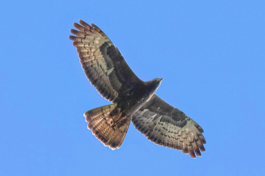 Honey Buzzard