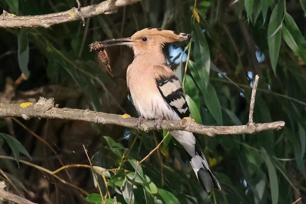 Hoopoe