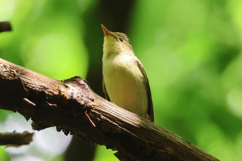 Icterine Warbler