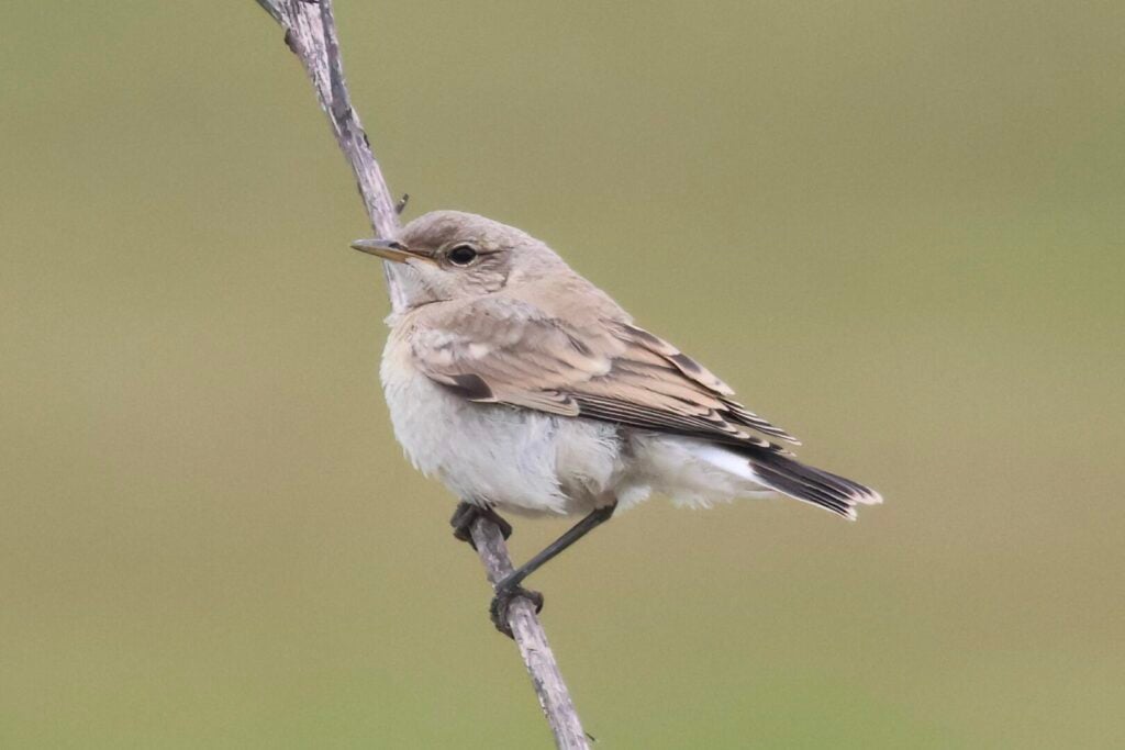 Isabelline Wheatear