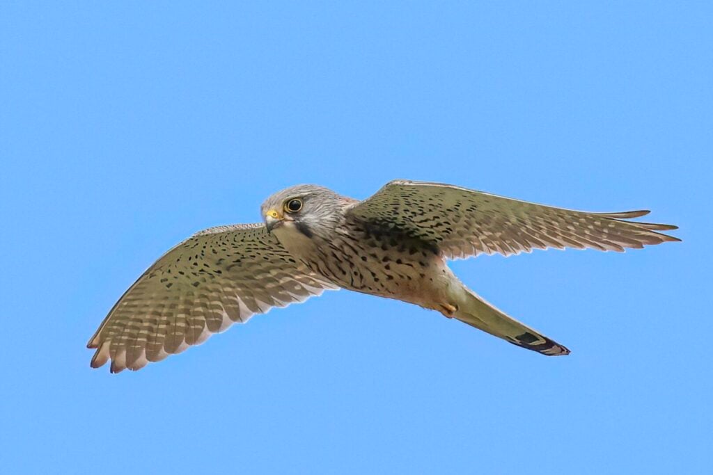 Kestrel