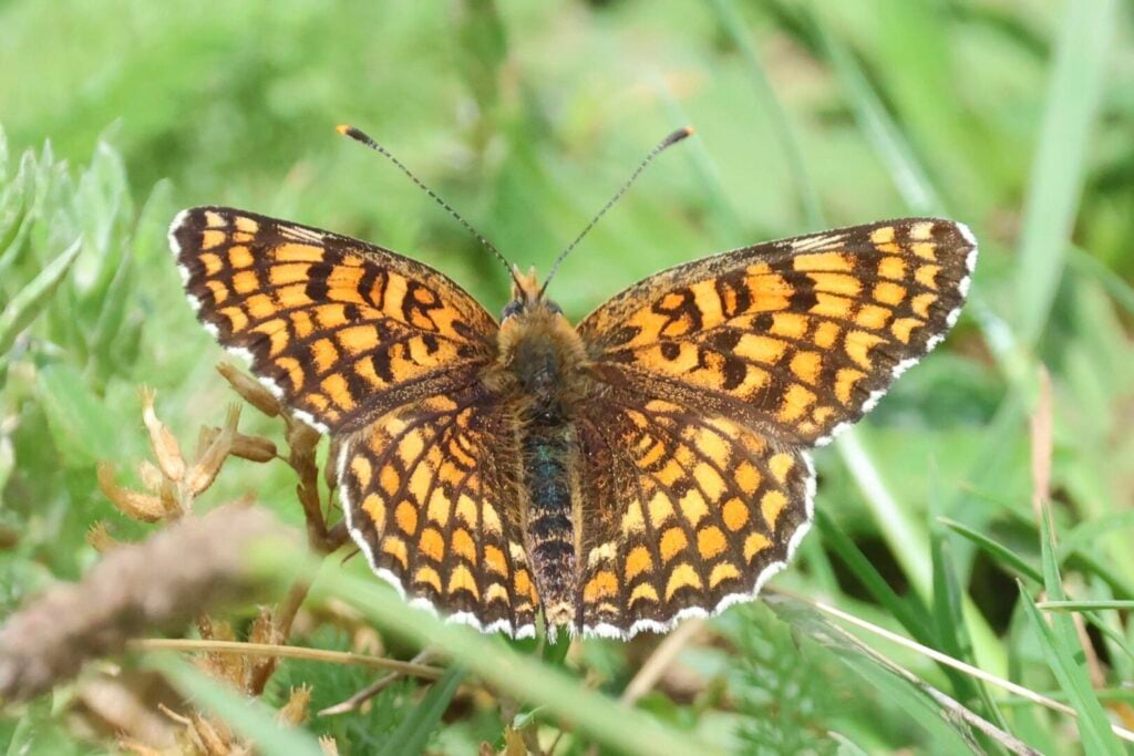 Knapweed Fritillary