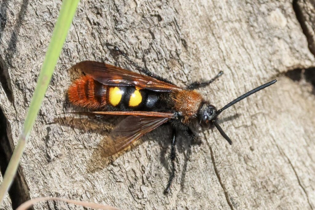 Large Four-spotted Scoliid Wasp Pygodasis quadrimaculata