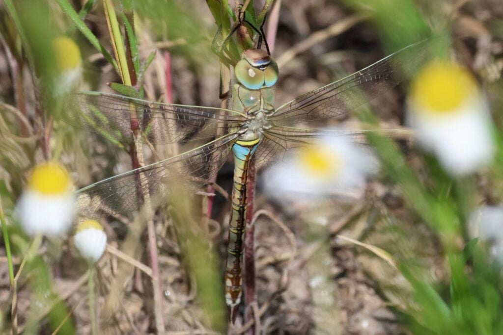 Lesser Emperor