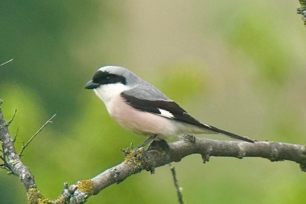 Lesser Grey Shrike