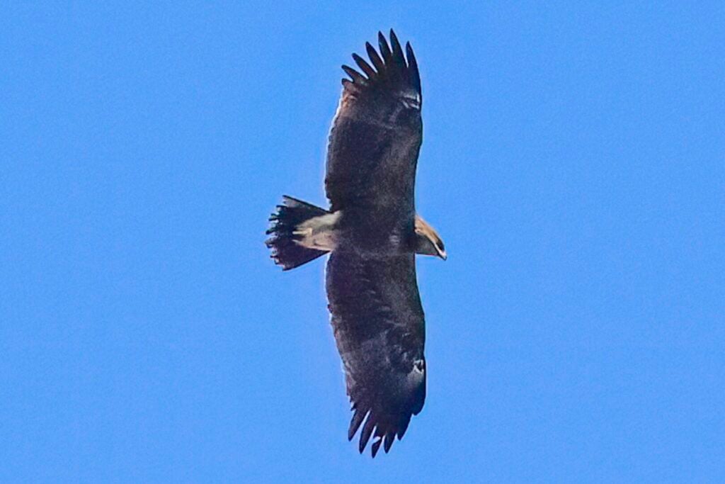 Lesser Spotted Eagle