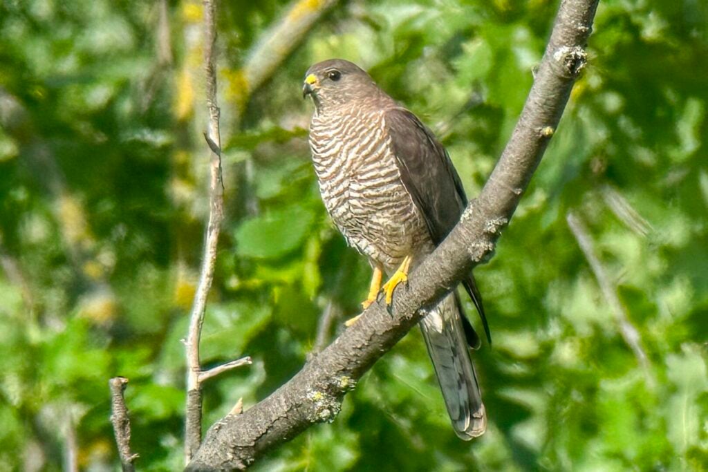 Levant Sparrowhawk
