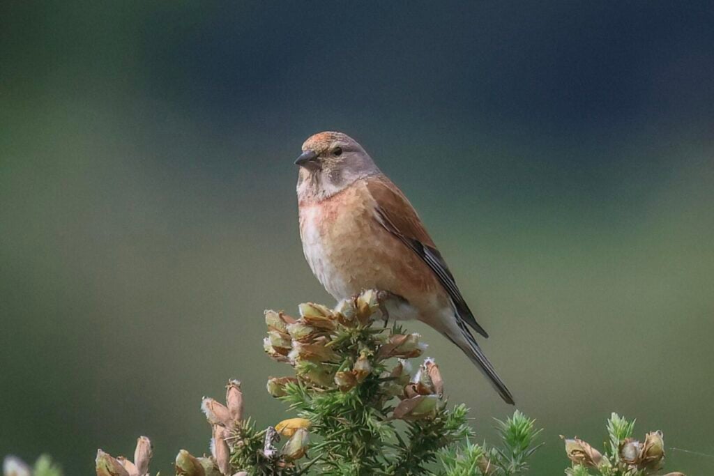 Linnet