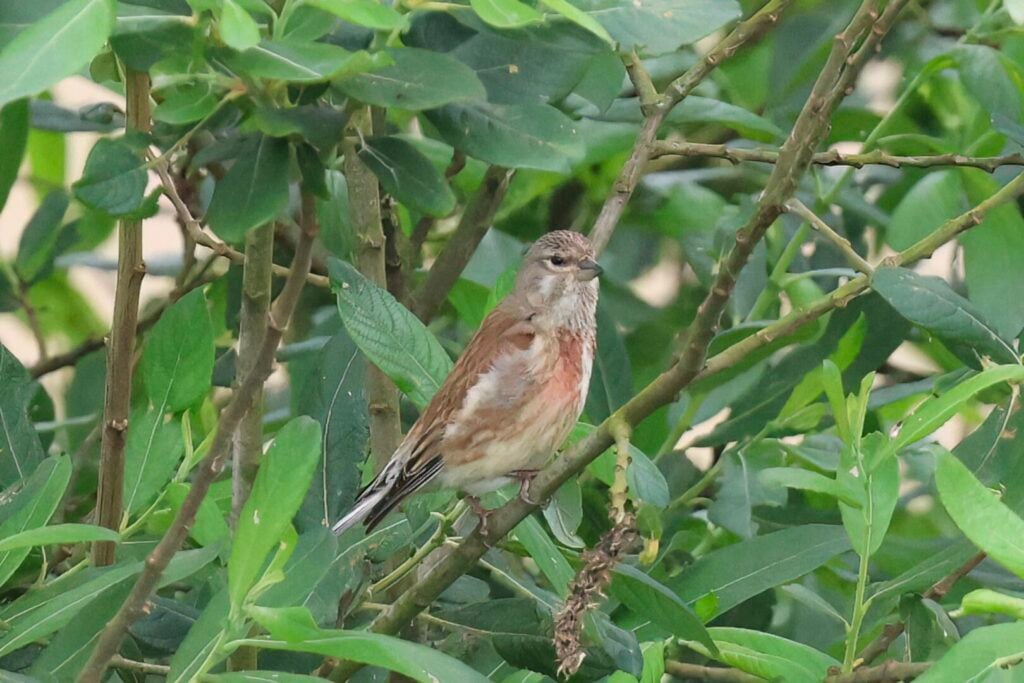 Linnet