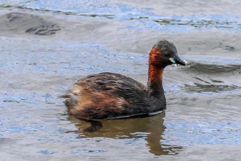Little Grebe