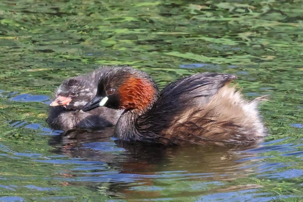 Little Grebe
