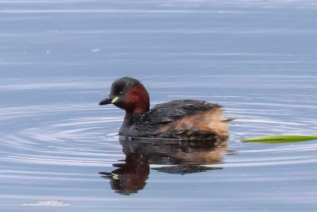Little Grebe