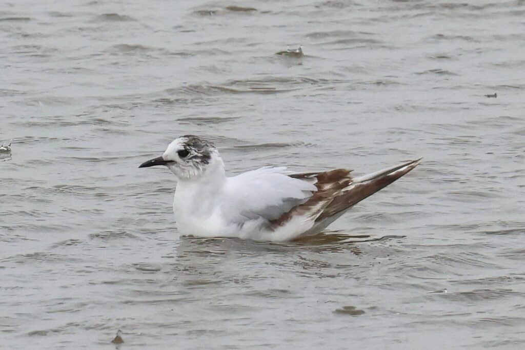 Little Gull