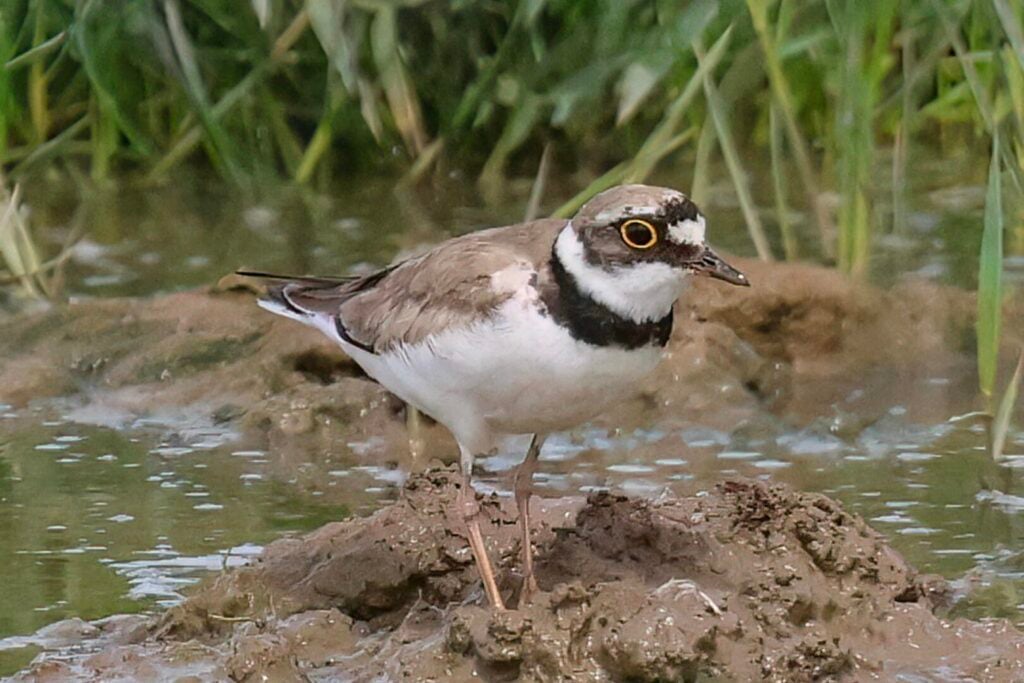 Little Ringed Plover
