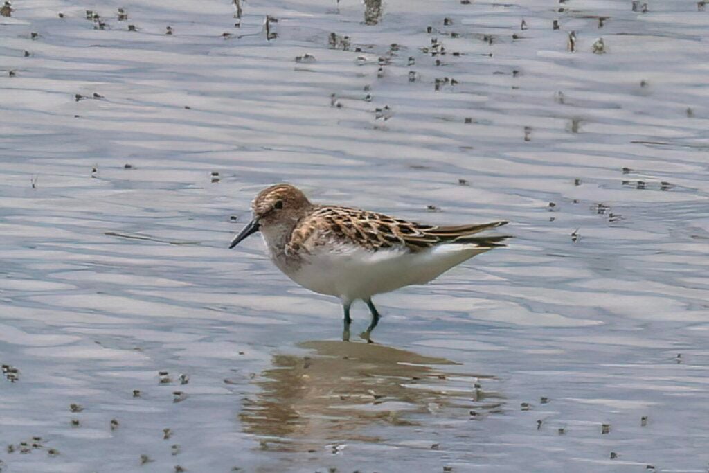 Little Stint